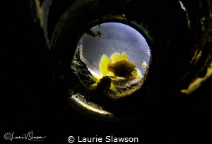 Gobies In A Bottle/Photographed with only a torch at the ... by Laurie Slawson 